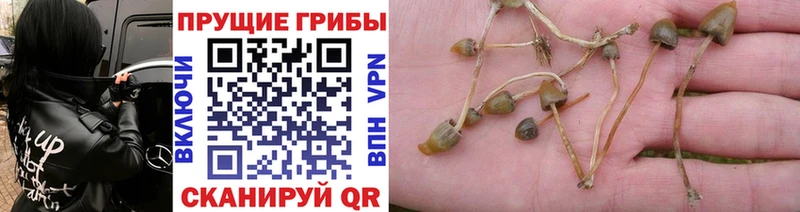 площадка наркотические препараты  Лянтор  Псилоцибиновые грибы Psilocybine cubensis 